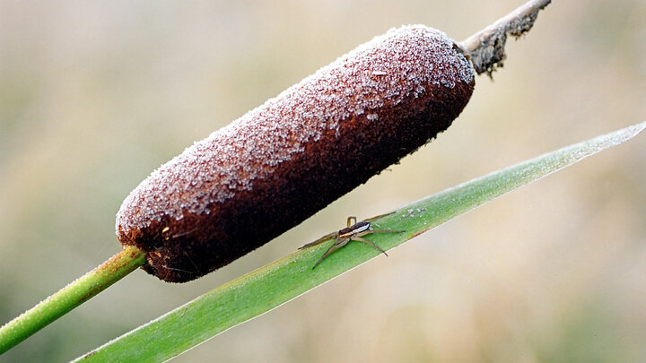 ФОТО: NIKOLAY KUZNETSOV/RUSSIAN LOOK