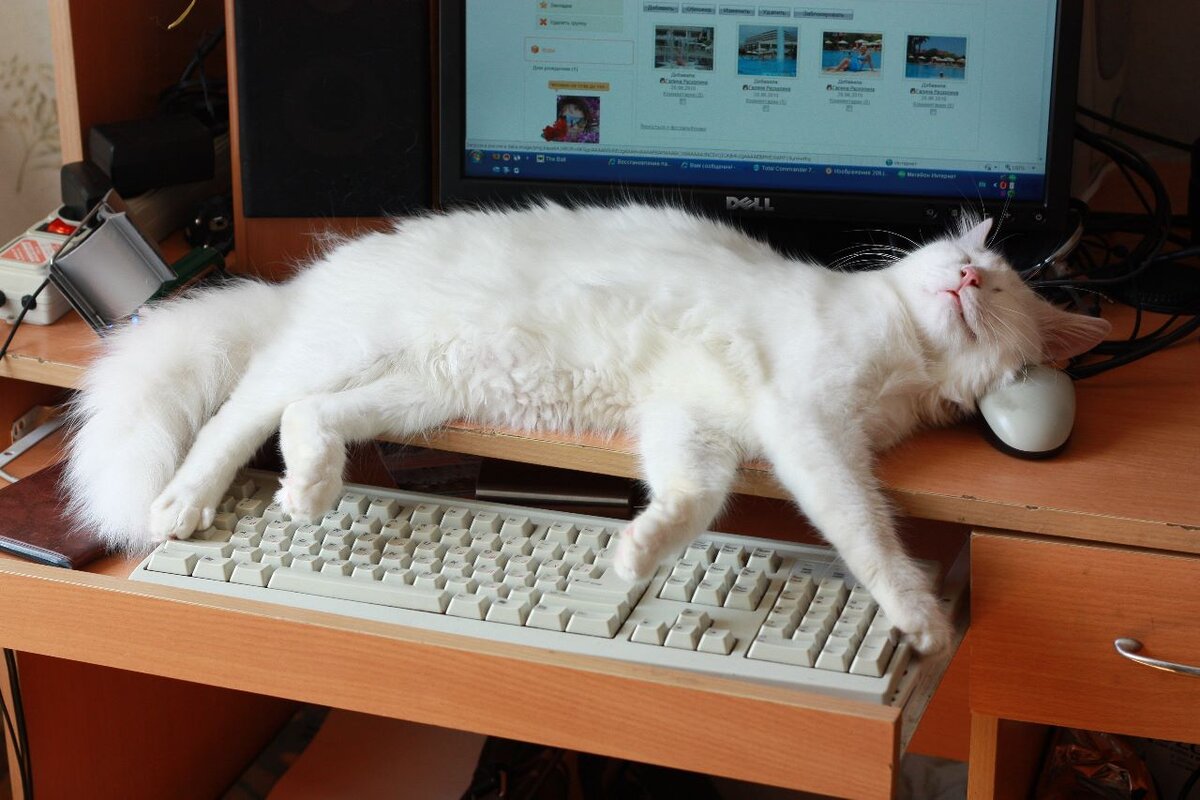 Кот-помощник