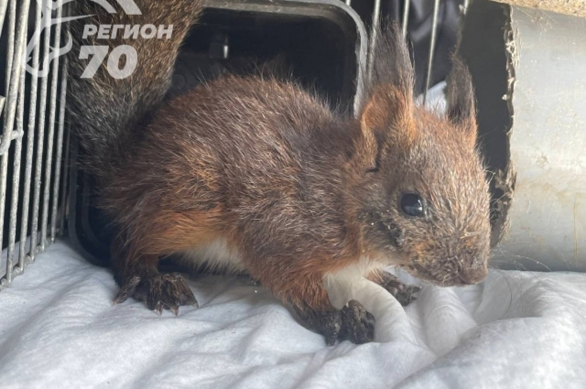    Томичи спасли кашляющего кровью бельчонка