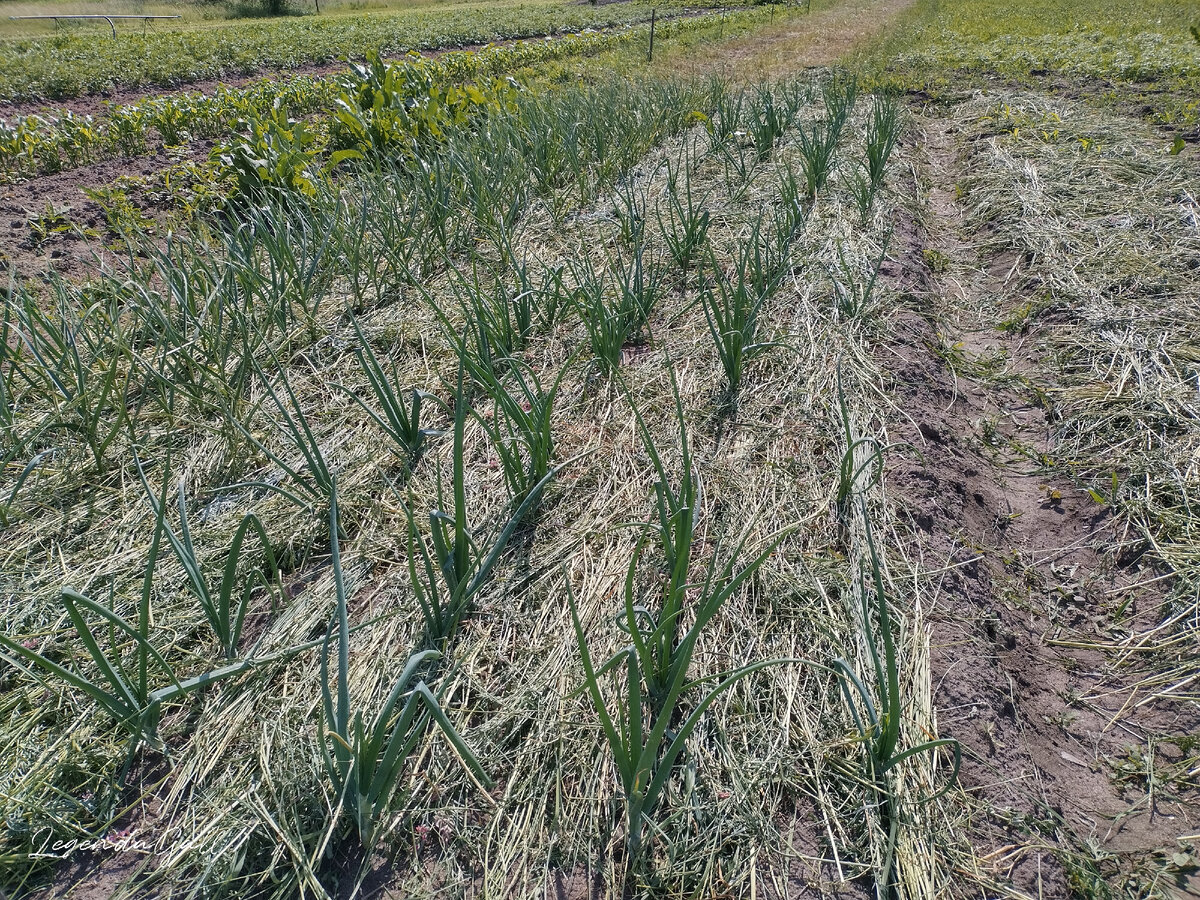 Лук и чеснок под одеялком