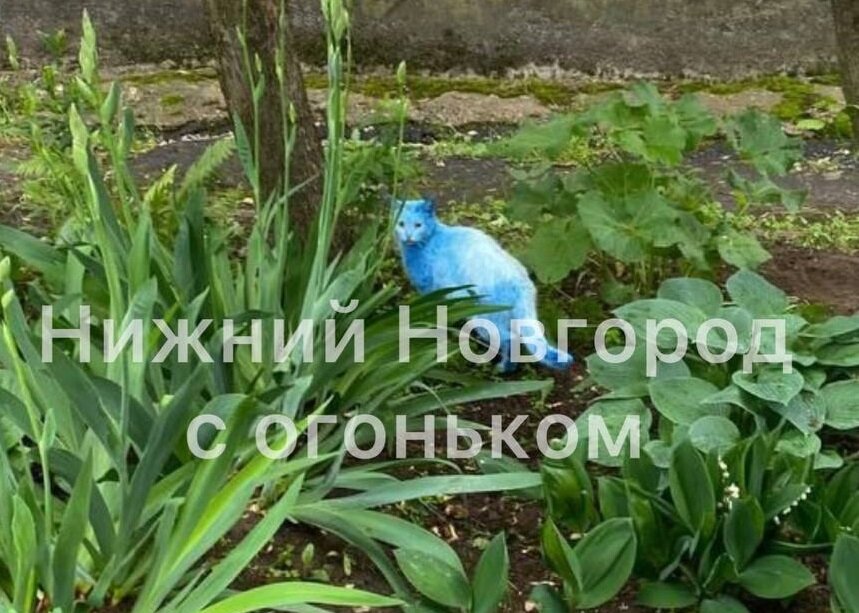    Животного заметили в районе ЖК «Октава» Анастасия Красушкина