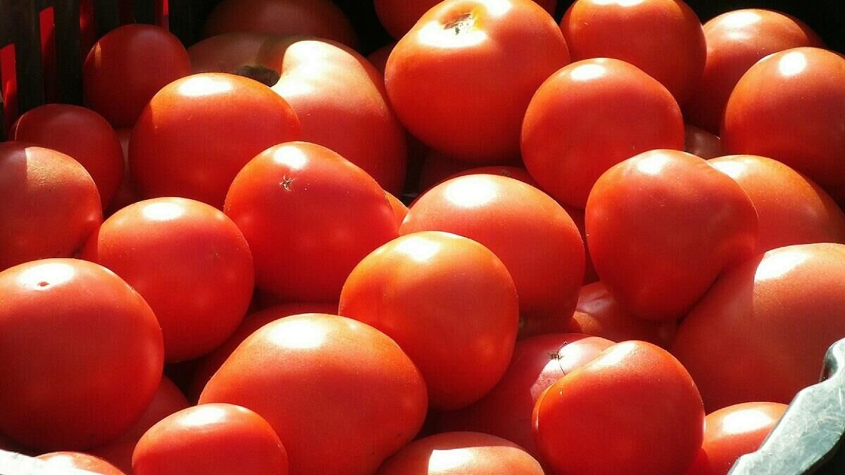    Помидоры© Globallookpress Victor Lisitsyn