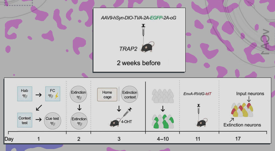   Nguyen et. al / Science Advances, 2023; N+1