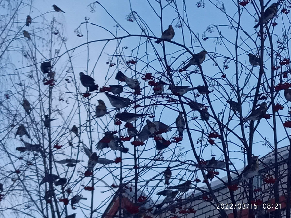 Птички любят кого хотят