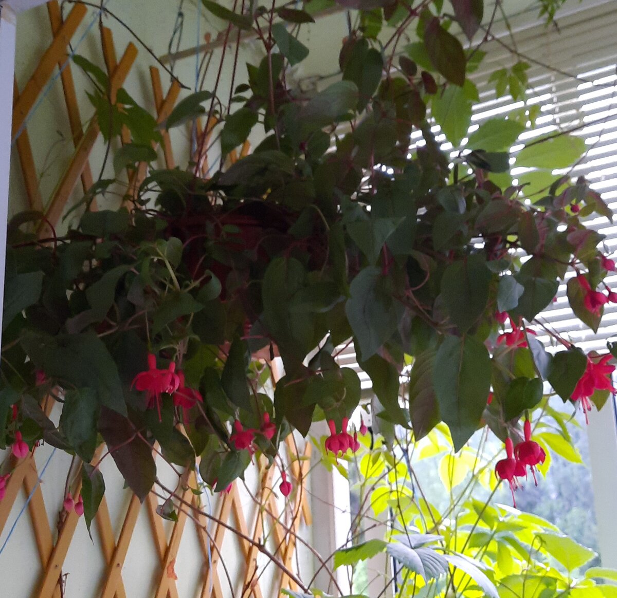 Повесила ее на лоджии над девичьим виноградом, заняла всю ширину.