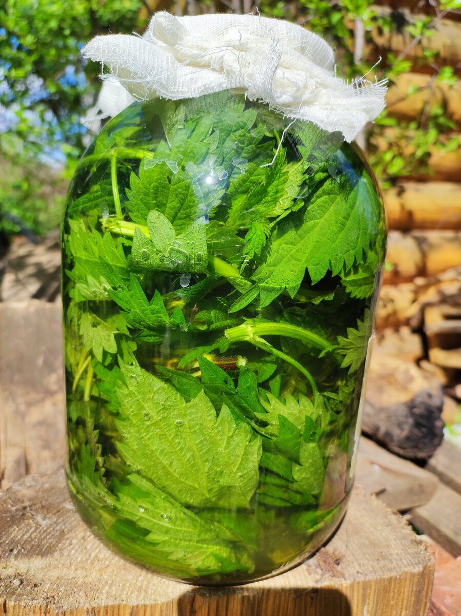 Квас из крапивы