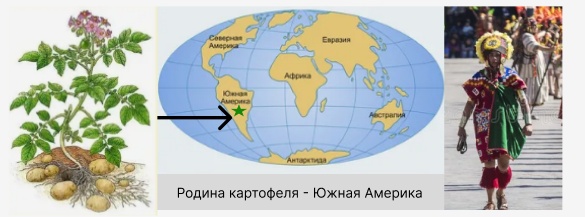 В Южной Америке до сих пор находят картофель в диком виде. Но в любом случае съедобны только клубни. Ягоды есть не стоит: они ядовиты.