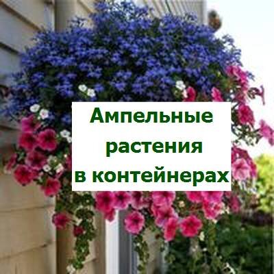 ампельные растения в саду