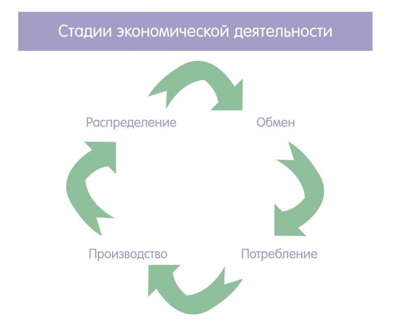 Стадии экономической деятельности – ЕГЭ по обществознанию