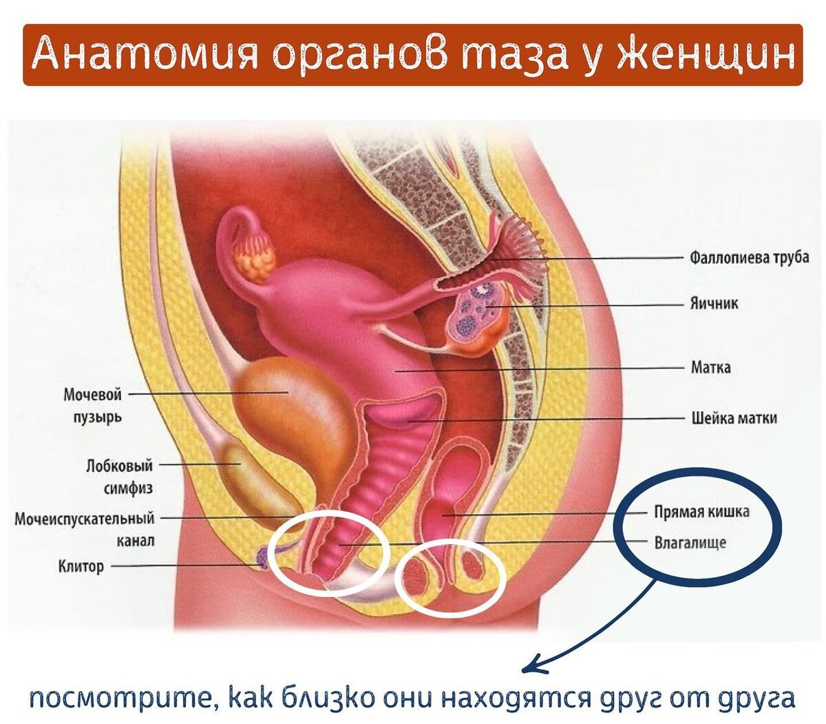 Анатомия органов таза у женщин