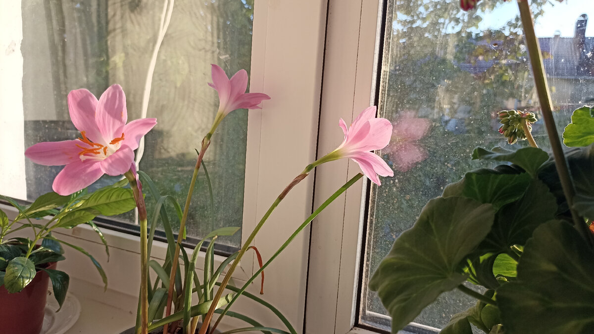 Зефирантес: порадовал так порадовал! Цветёт уже второй раз