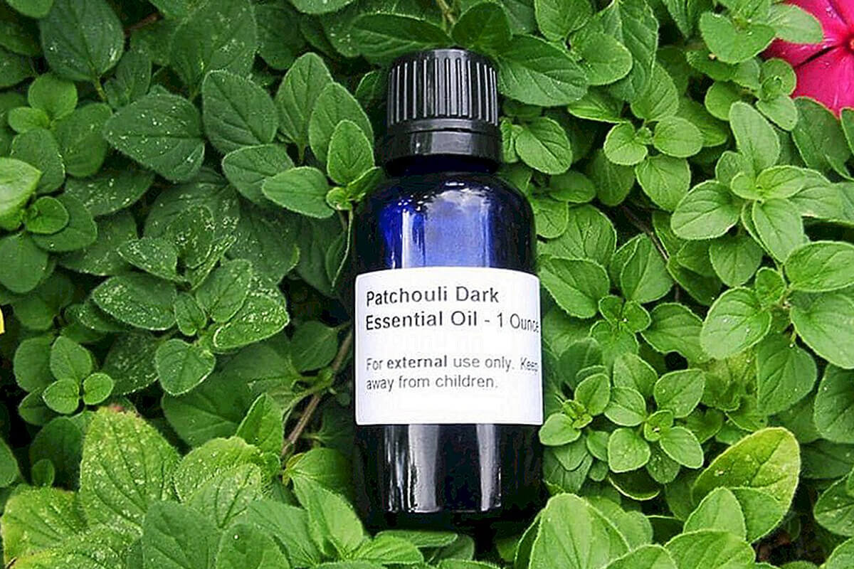 Эфирное масло пачули для чего. Pogostemon Patchouli. Доттера пачули. Аромамасла пачули. Куст пачули.