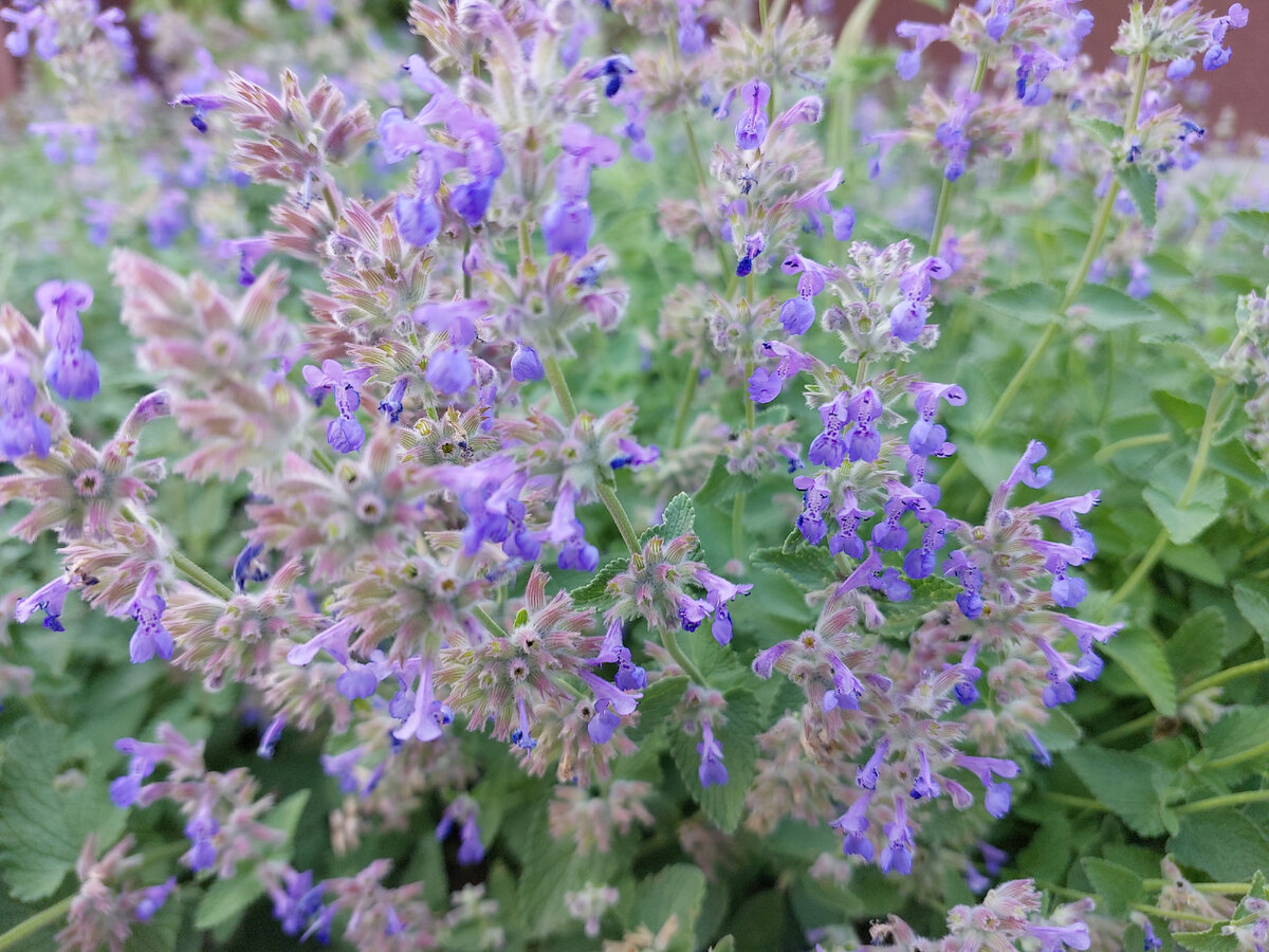 Котовник крупноцветковый (Nepeta grandiflora) «Summer Magic» руб, купить, фото, описание