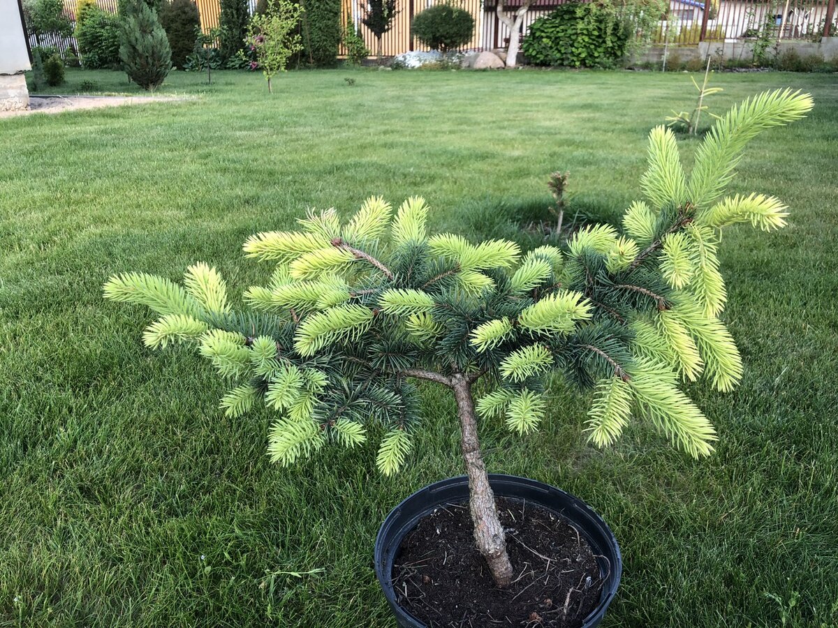 Ель Майголд, я её называю ЧЕБУРАШКА ❤️