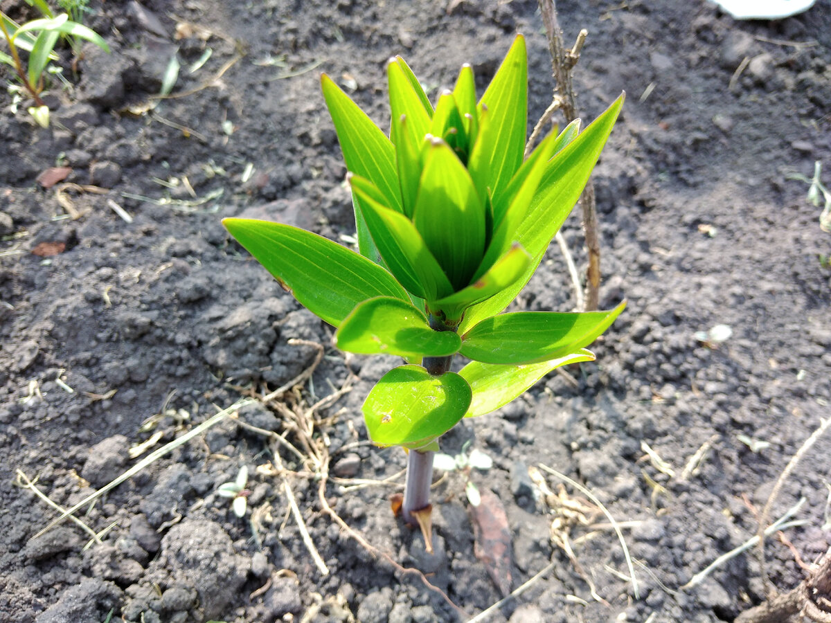 Это самый большой. Ещё три совсем маленькие.