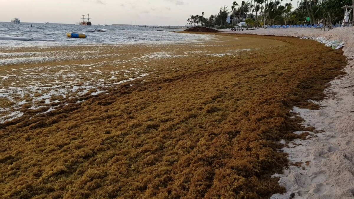 Водоросли на пляжах Доминиканы