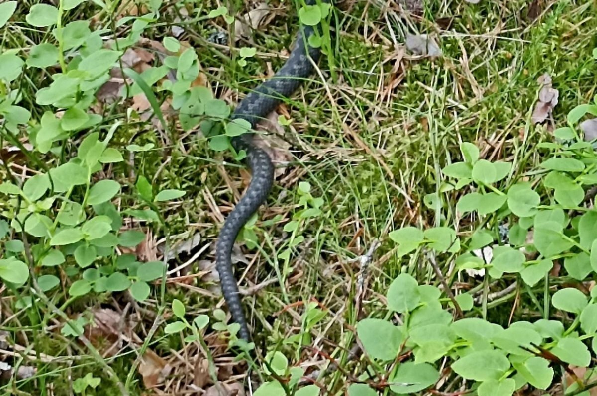    Восьмилетнего мальчика увезли в реанимацию после укуса змеи в Ленобласти