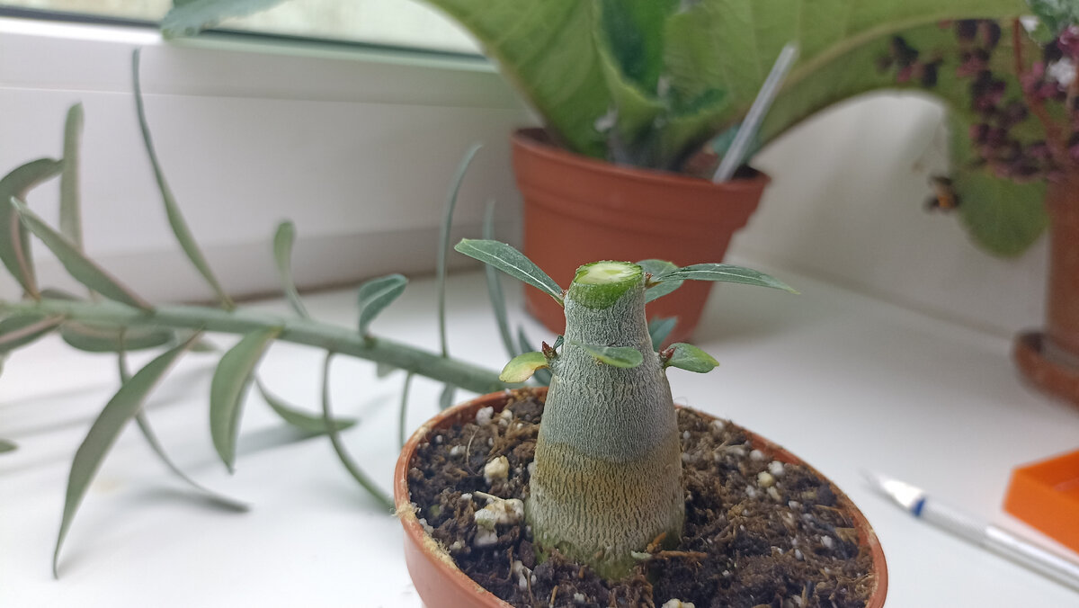 Обрезка адениума: сразу после