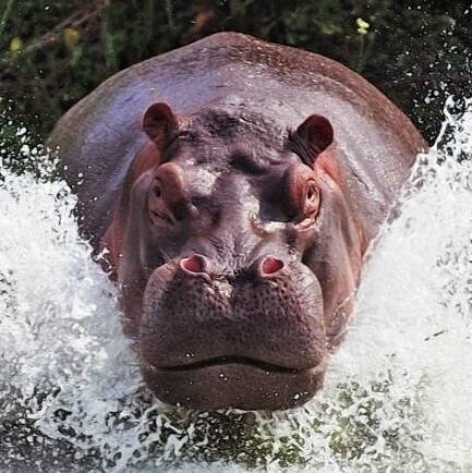 Фото: kvb.by, фото может носить иллюстрационный характер, Отвлекайте бегемотов с помощью ведущих к действиям выводов