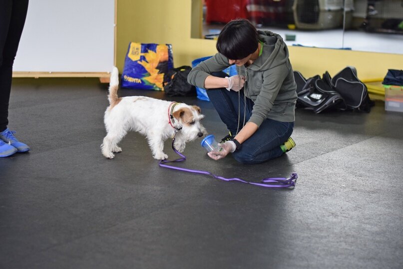 Ветдух на новопесчаной ветклиника. Джек-рассел-терьер интеллектуальные игры. Собака. Ноузворк для собак что это такое. Соревнования собак ноузворк.