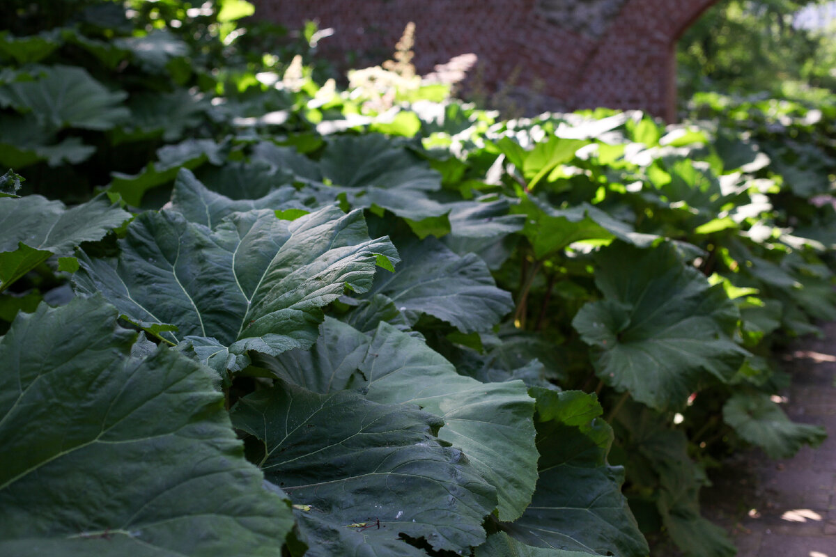 Огромные листья белокопытника.