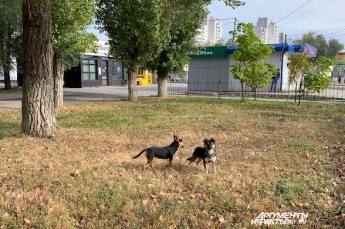    В Оренбурге вновь заговорили о бездомных собаках