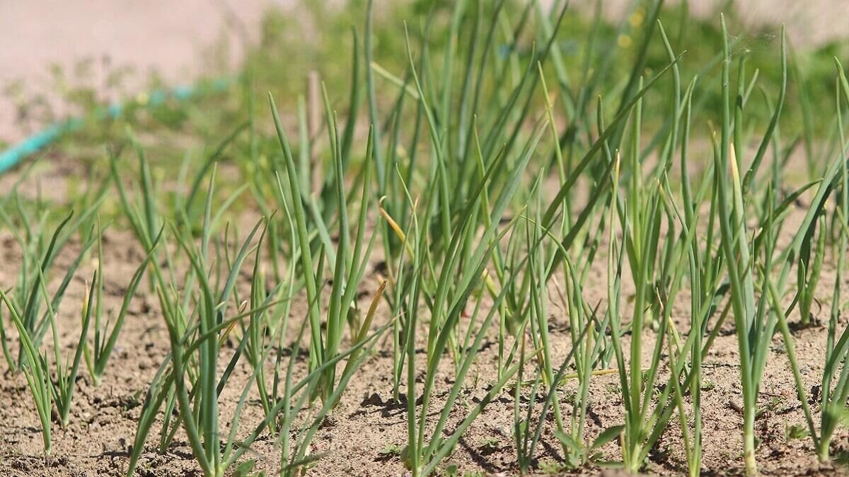    Лук© Globallookpress Maksim Konstantinov
