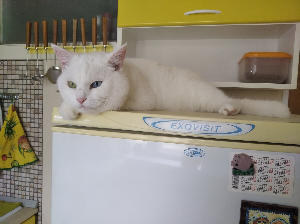 а Тихон бдительно следил за процессом с холодильника)