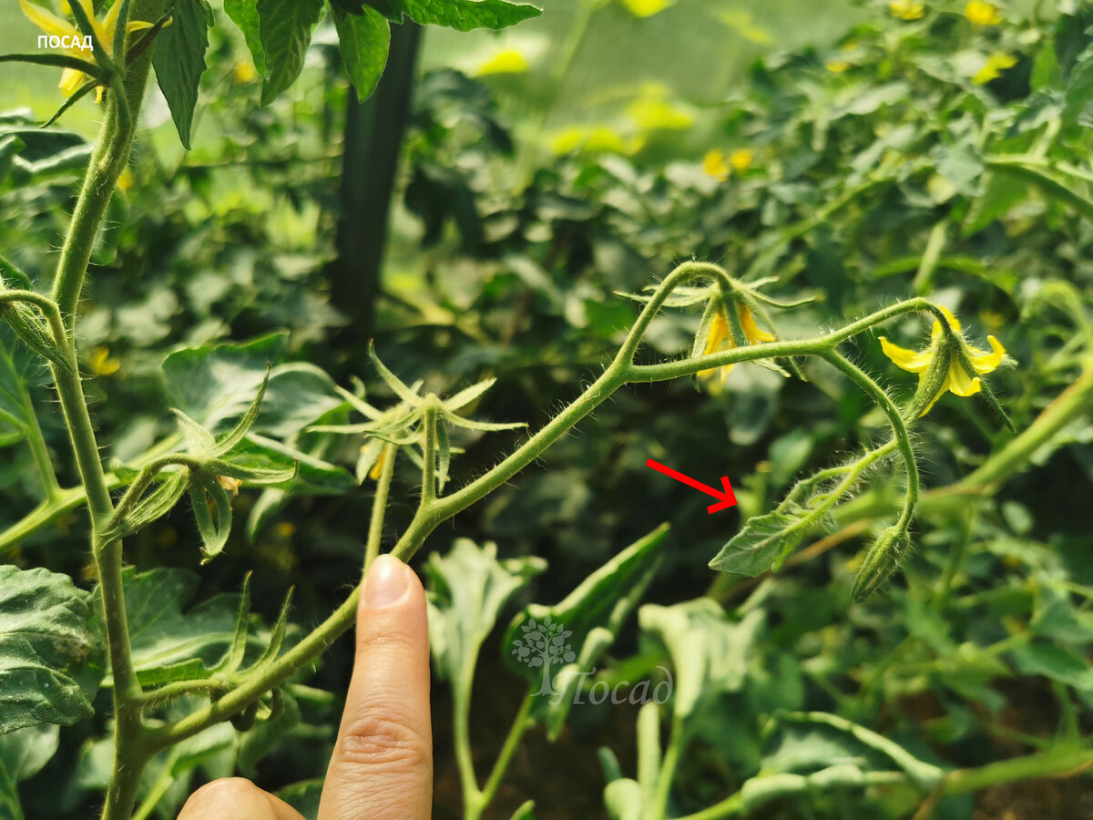 Это тоже израстание, но не столь явное.