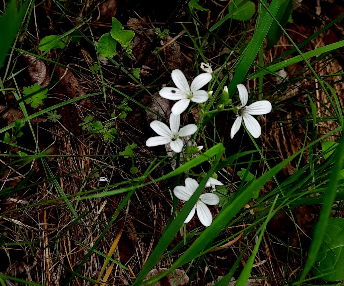 Не знала какую картику тут прилепить. А эти цветочки мне очень нравятся. Сама фотографировала😉