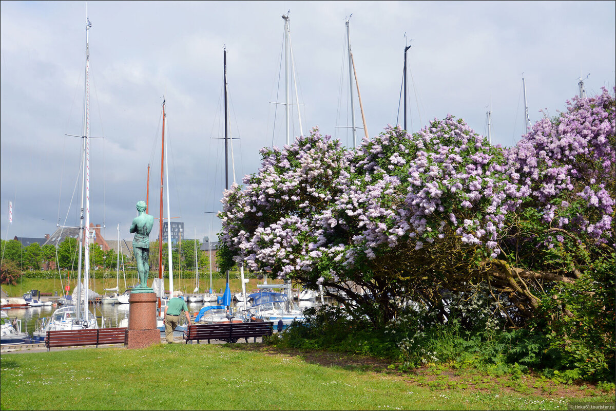 Весенний Копенгаген встретил меня невероятным цветением © Ирина Дементьева