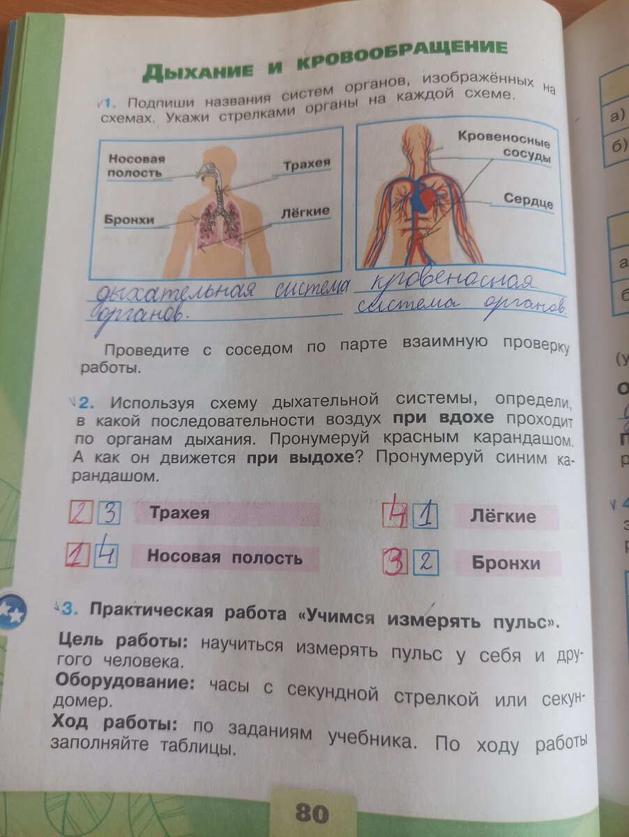 Окружающий мир. Рабочая тетрадь. Класс 3. Часть 1. А. А. Плешаков. | Жизнь  и опыт одной училки | Дзен