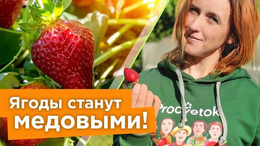 🍓 Чем подкормить клубнику и что еще сделать в июне для налива и сладости ягод?