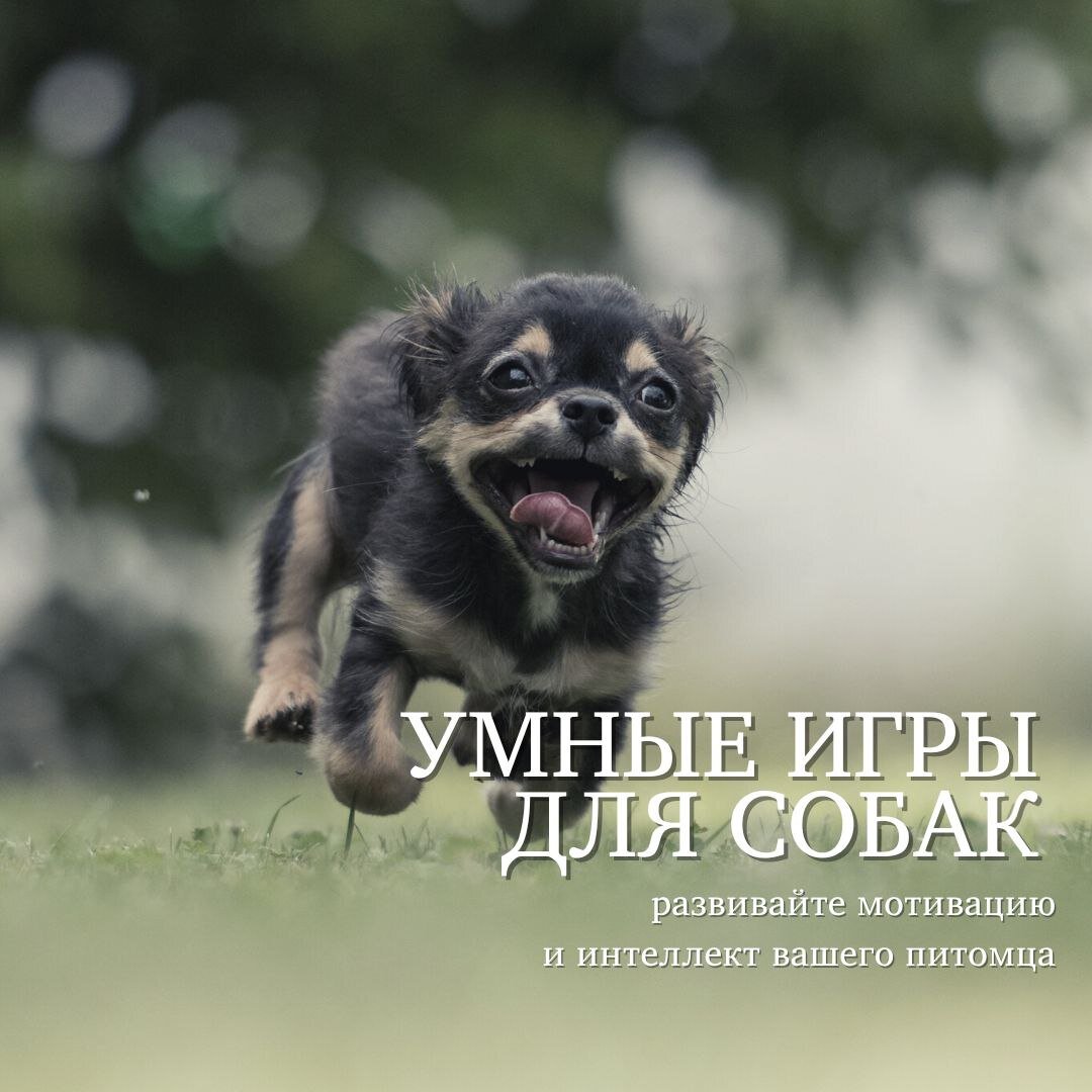 Умные игры для собак: развивайте мотивацию и интеллект вашего питомца🐶 |  Кинологический центр 