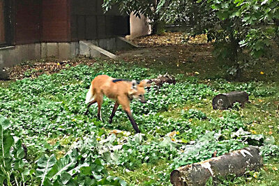    гривистая лиса в Московском зоопарке ©Сайт мэра Москвы