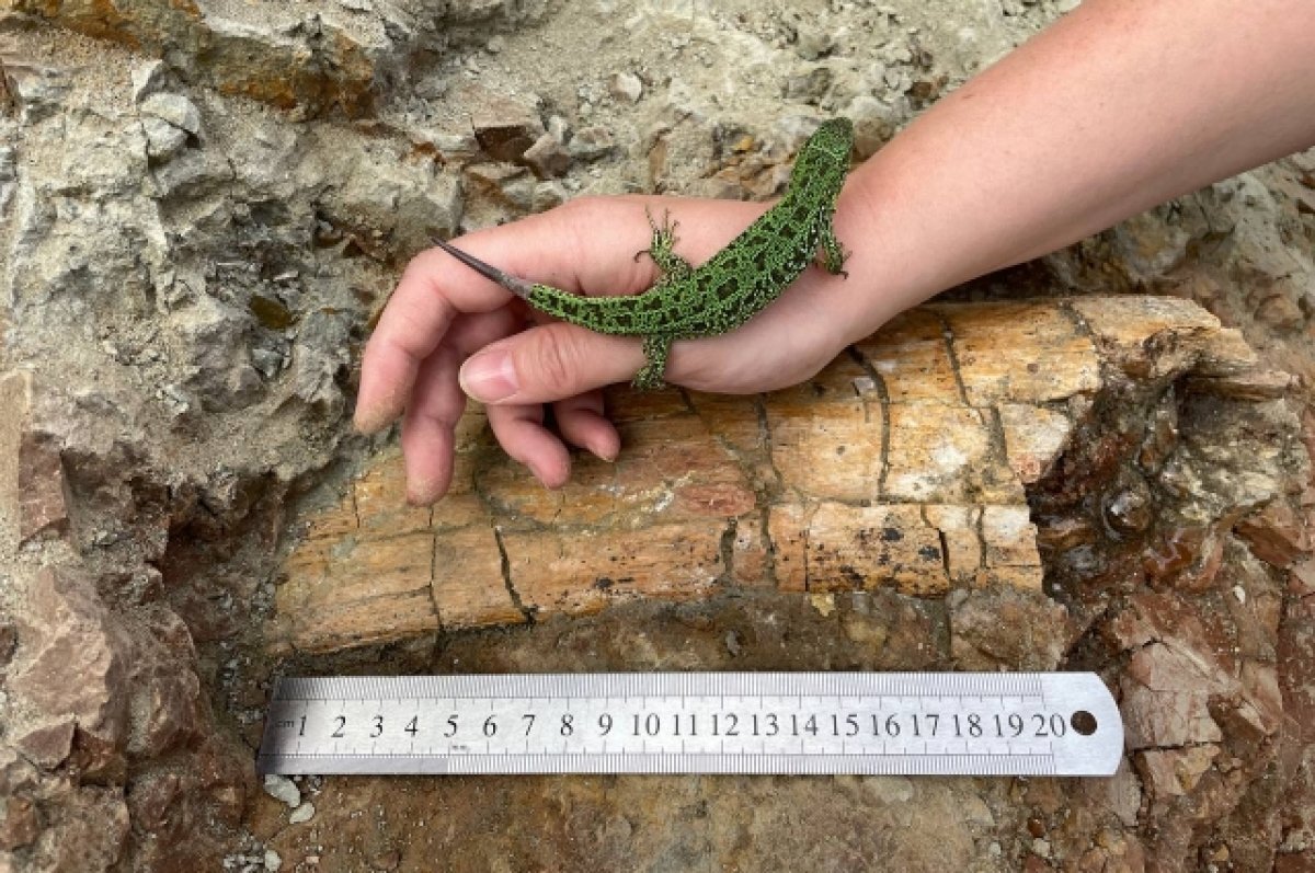    Прежде чем кость динозавра извлекут из костеносного слоя, несколько дней её будут окапывать и пропитывать скрепляющим раствором.