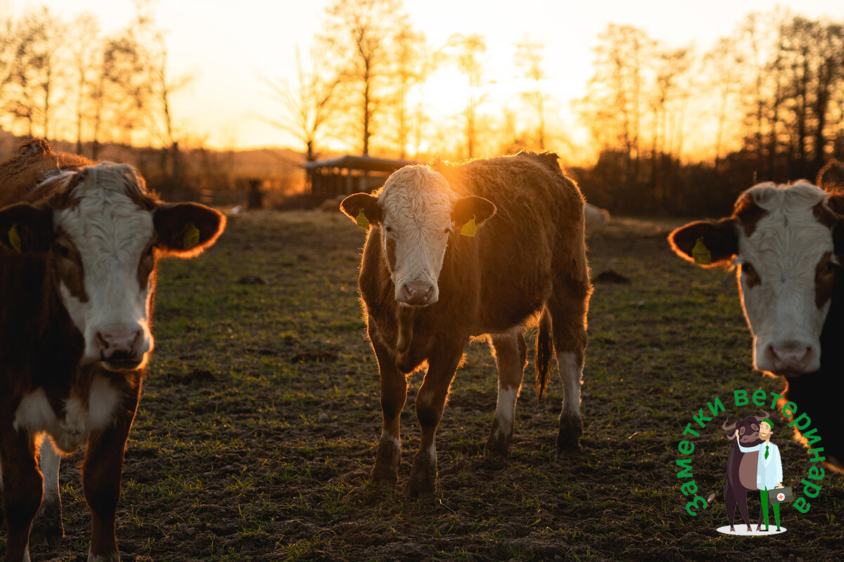 Удивительное открытие: коровы умеют плакать и испытывают эмоции!