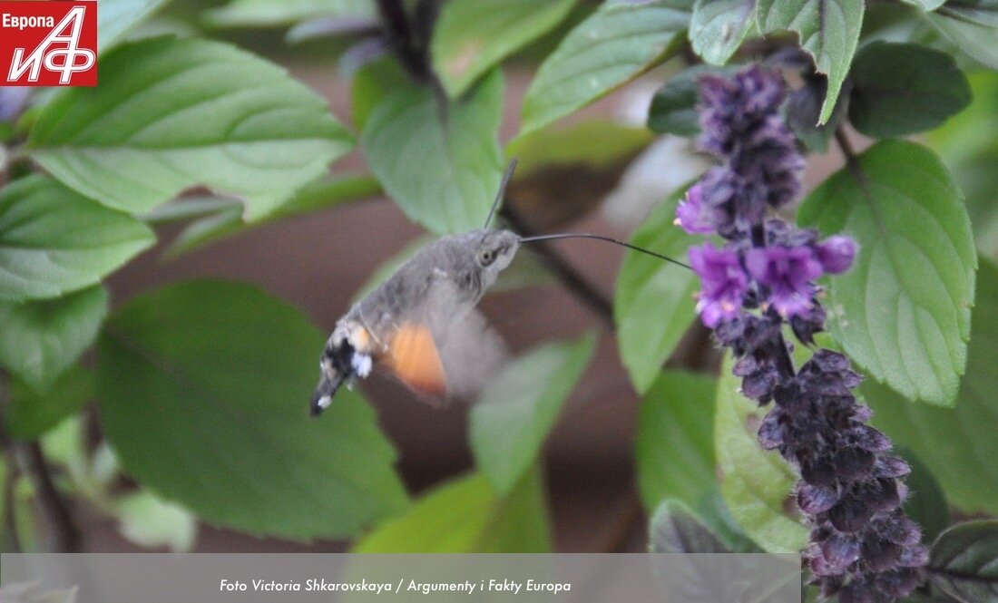 Бабочку бражника многие принимают за колибри. 