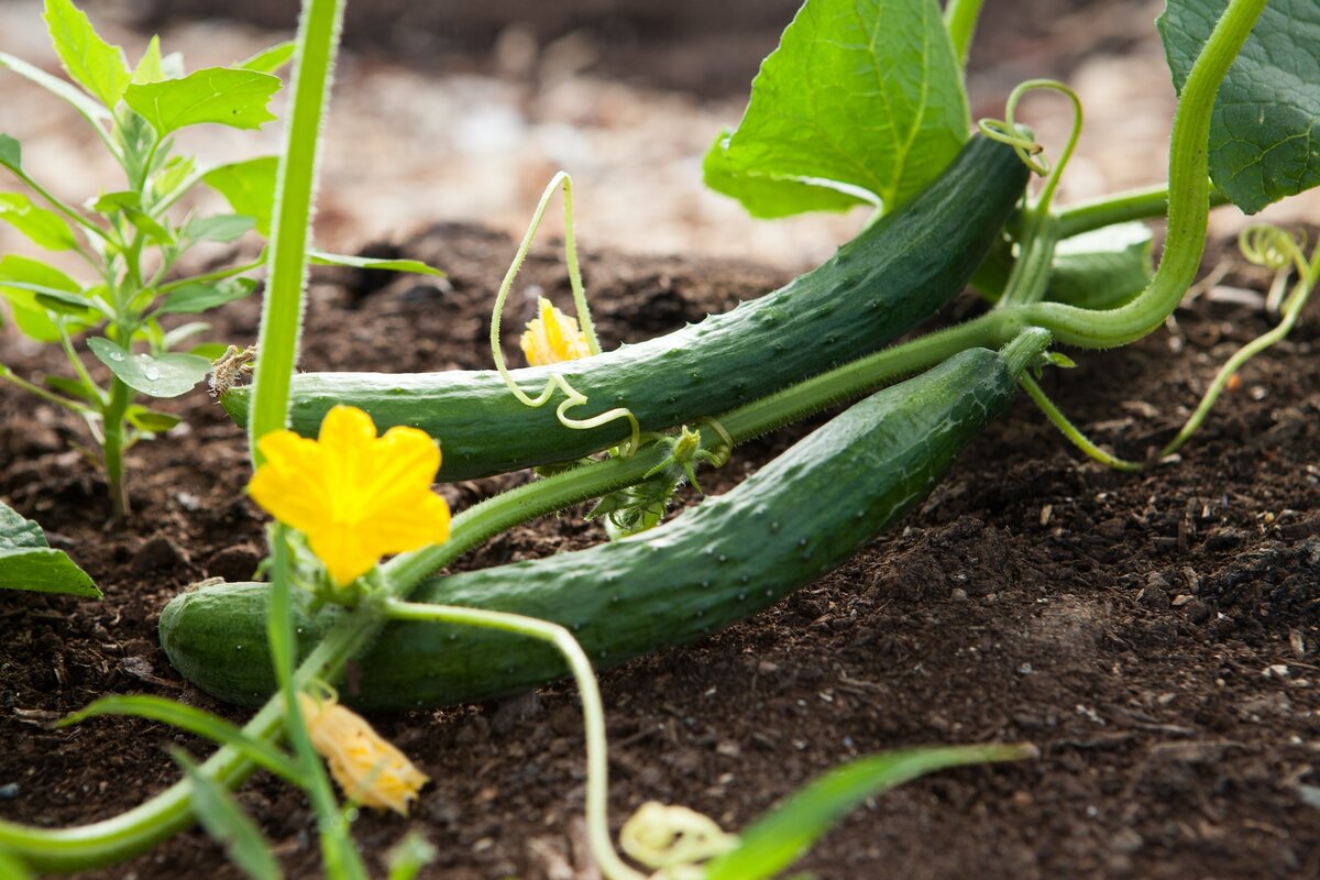 Подкормка огурцов. 7 вариантов составления питательных растворов | Семь  семян🌱Просто о садоводстве | Дзен