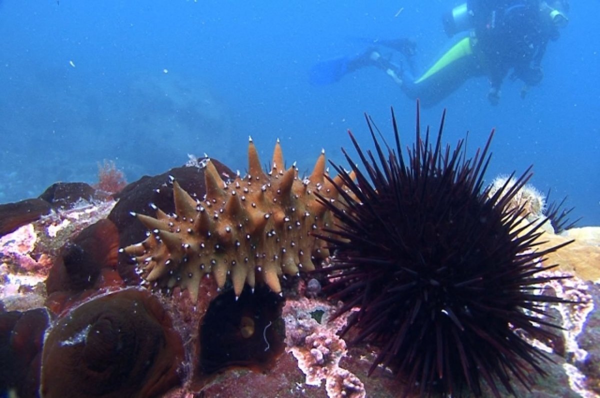    Китаец обмотался трепангом, пытаясь скрытно провезти его через границу