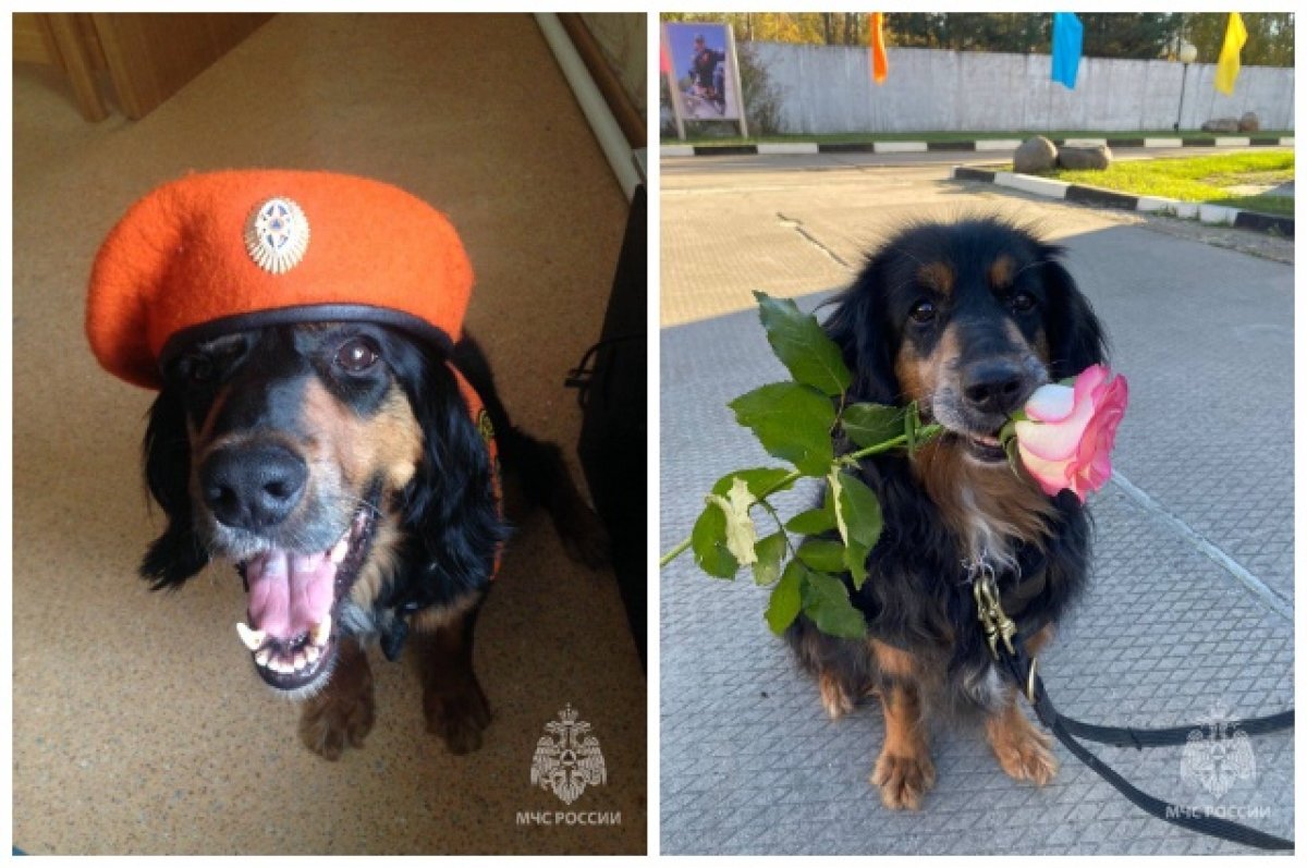    В Новосибирске ушла на пенсию спасавшая людей при взрыве на Линейной собака