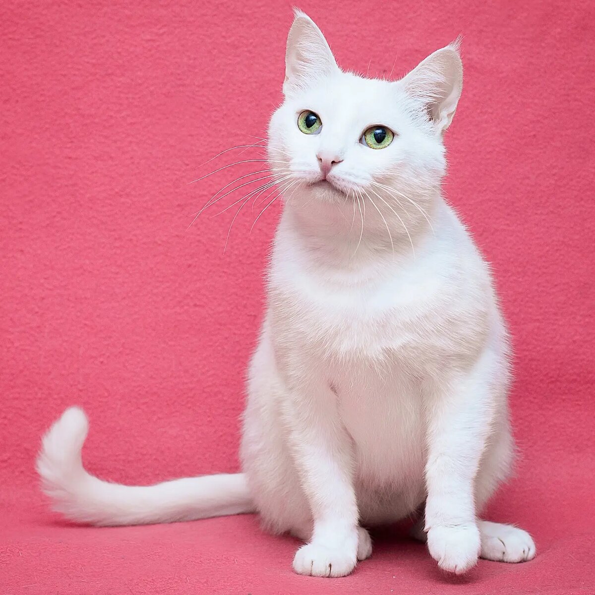 Ангорская кошка. Белые коты. Турецкая ангора короткошерстная. Бурмилла кошка. Турецкая ангора белая.