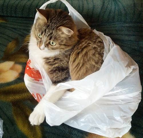 Почему кошки любят пакеты | Лапа помощи | Дзен