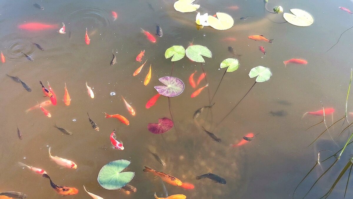 Нимфеи самые обычные, не тропические. Красок и хлопот хватает и от карасей) 