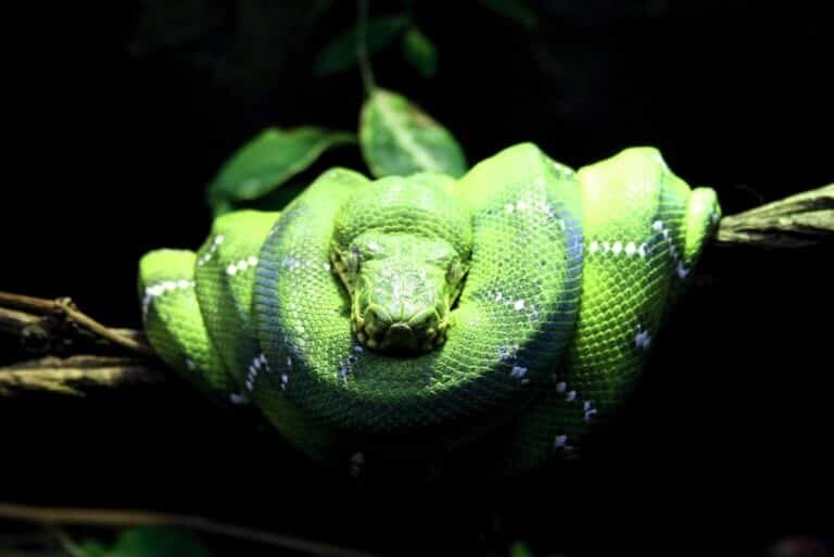    ©Dave Scriven, Flickr