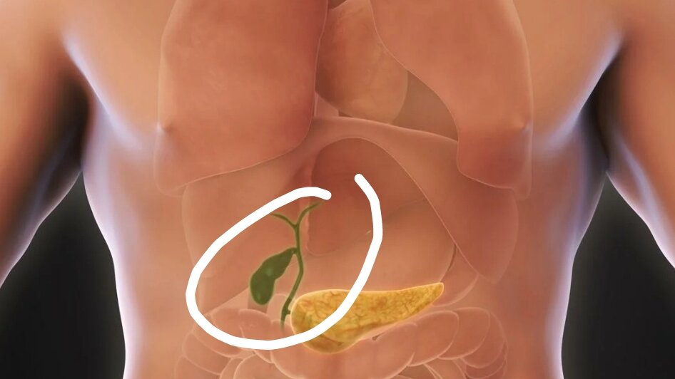 Такой маленький орган, но если разболится, мало не покажется! 