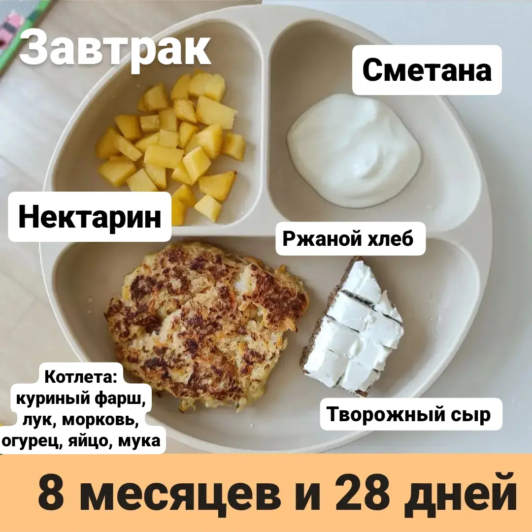 Пример тарелки в 8 месяцев 