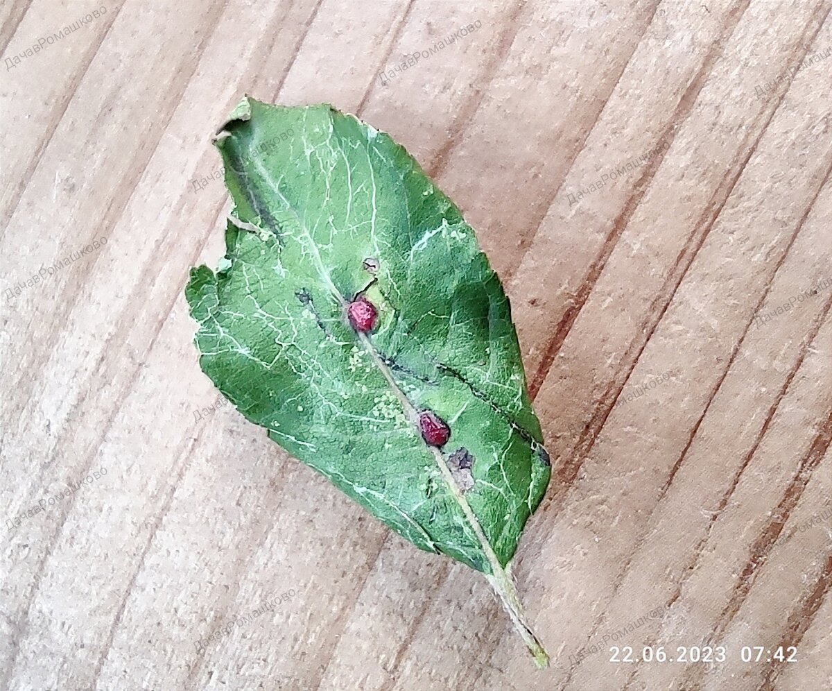 Лист с обратной стороны