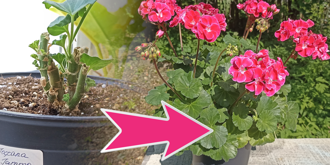 Шпаргалка по Пеларгониям: весь уход с самого начала до цветения. Мои результаты