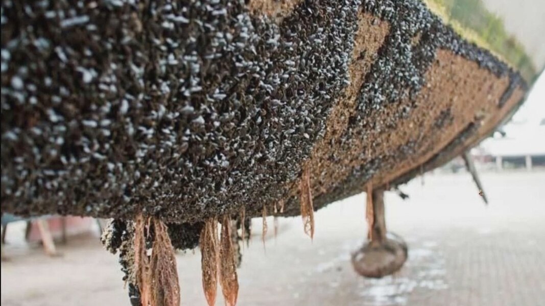 И это не только ракушки, но и каменистые наросты